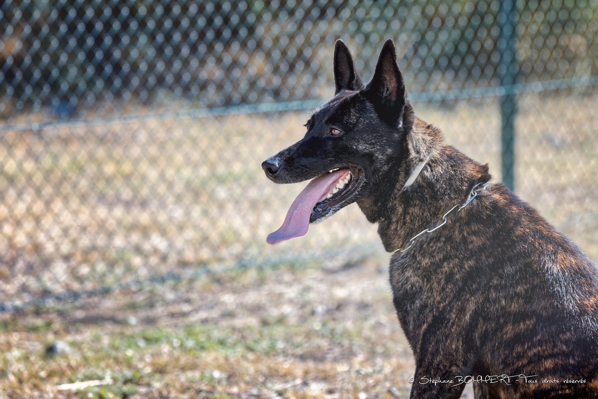 Yvelines : Pixel, un berger malinois de 3 ans retrouvé mort de chaud dans une voiture. Son propriétaire est… maître-chien