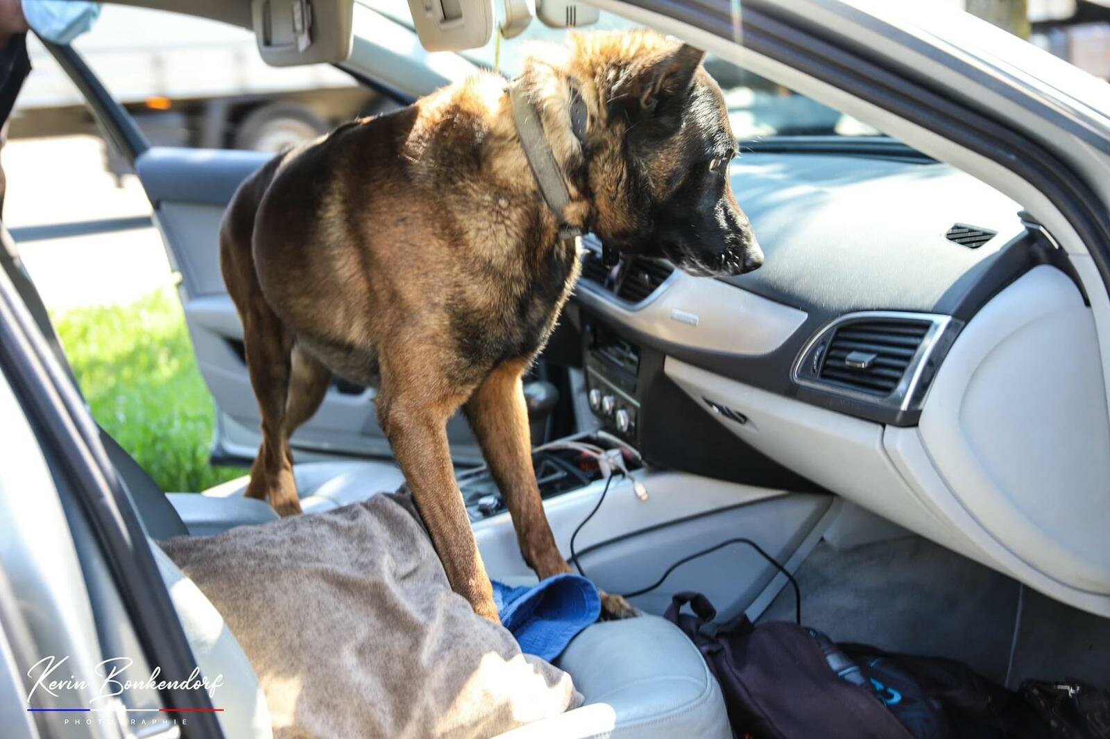 Perpignan : Rafale, le chien policier met la patte sur 210 kg de cannabis