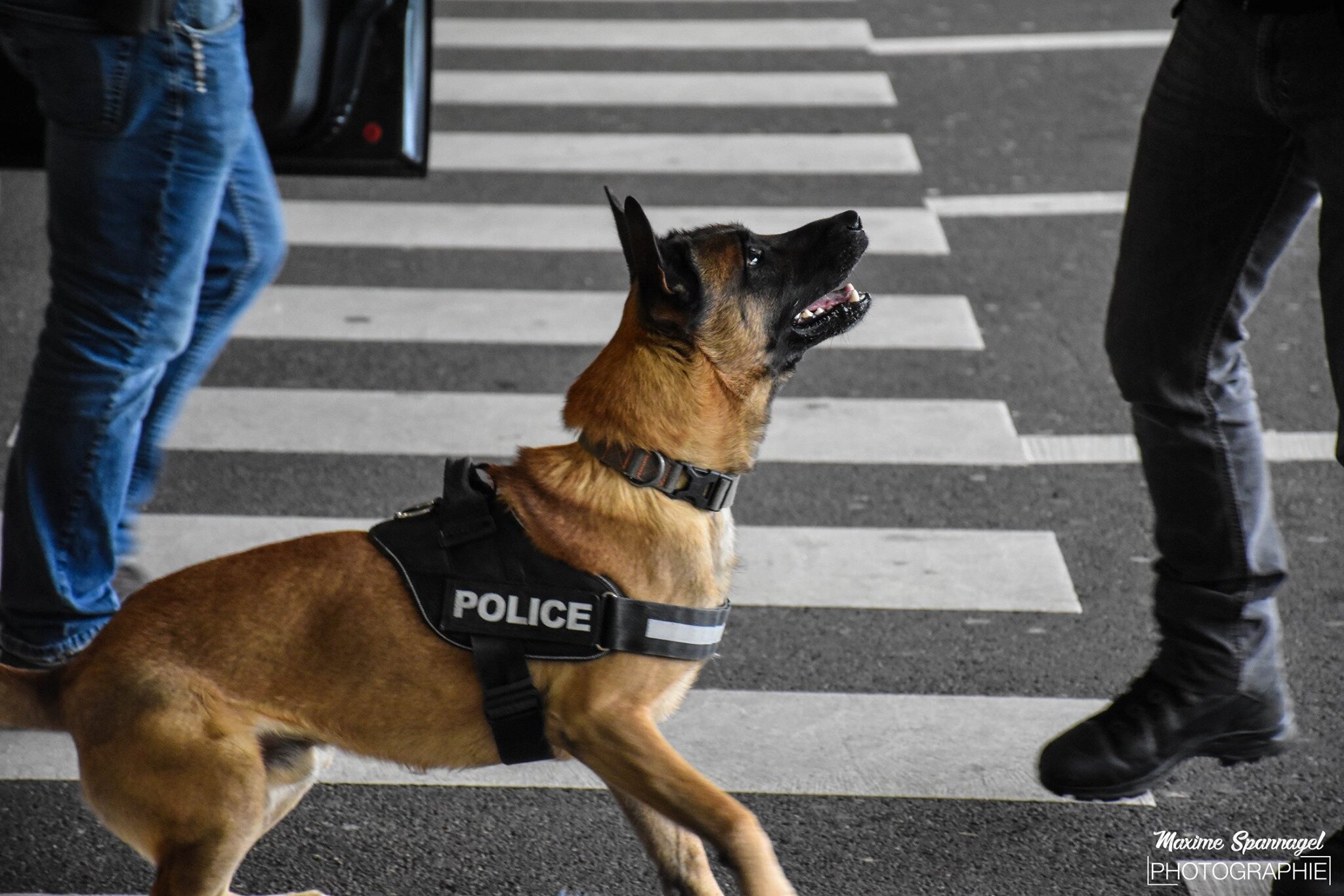 Un homme caressant un chien policier se fait prendre avec du cannabis dissimulé dans ses chaussures
