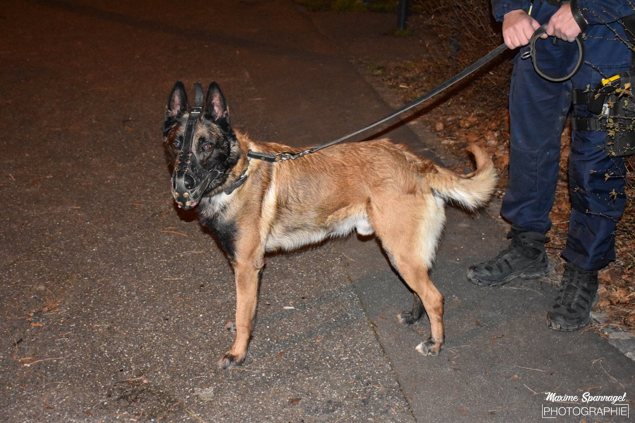 Torcy : Le chien policier découvre trois kilos de cannabis dans un appartement