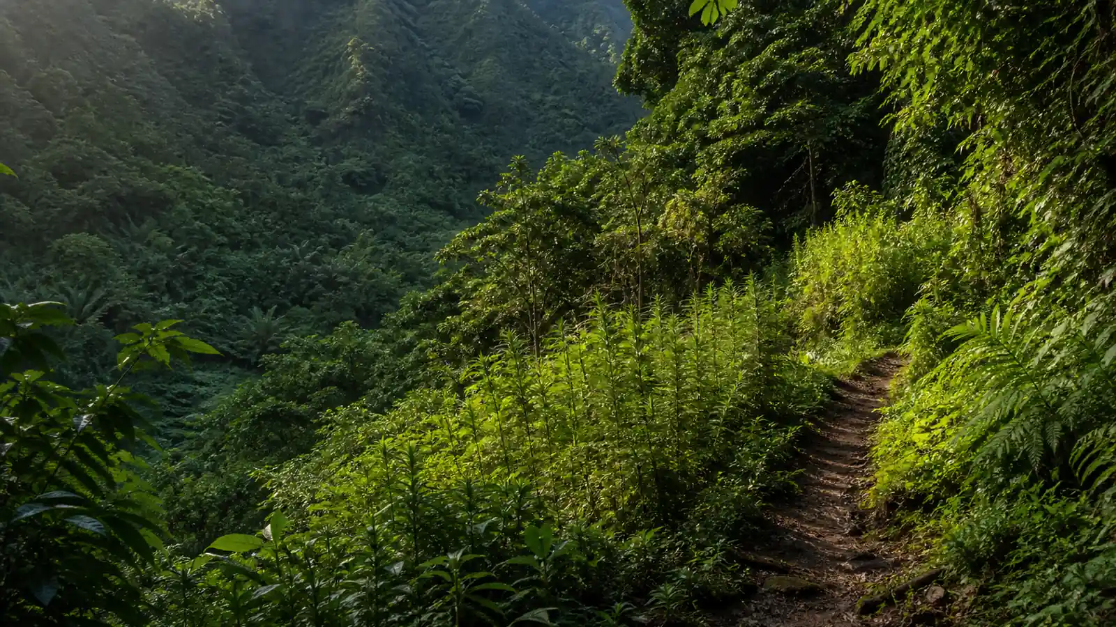 513 kg de cannabis découverts par les douaniers de Papeete dans des plantations sauvages à Huahine