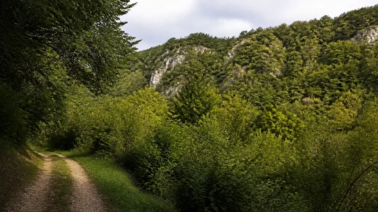 Un corps découvert en forêt à Thoraise pourrait être celui de Sonia Vacheret, disparue dans le Doubs